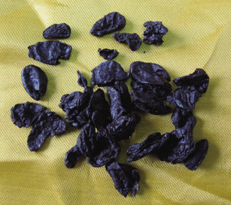 山茱萸(山萸肉)